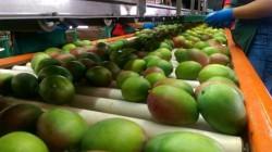 Exportaciones de mango fresco crecen en valor 17.15% a septiembre de 2026