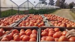 Exportaciones de tomate de Perú cayeron 35% en volumen y 57% en valor en septiembre