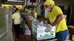 Exportaciones ecuatorianas de banano cayeron – 1.46 % en los primeros cinco meses del 2024