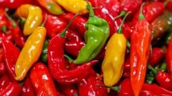 Exportaciones peruanas de ajíes y pimientos sumaron US$ 328 millones