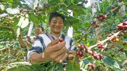 Exportaciones peruanas de café alcanzaron los US$ 1.579 millones