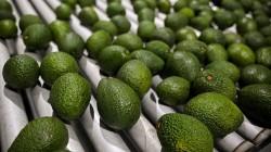 Exportaciones peruanas de palta Hass por parte de Perú crcerían no más del 10% en volumen respecto al 2024
