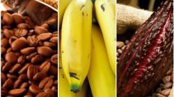 Exportaciones peruanas de productos agrícolas orgánicos sumaron US$ 321.3 millones entre enero y abril de 2025, mostrando un alza de 48.6%