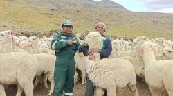 Fortalecerán mejoramiento genético de 6 mil alpacas en centros de producción