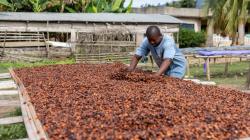 Ghana espera que la cosecha de cacao se pueda recuperar en la próxima temporada