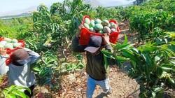 GORE Piura ejecutará proyecto mango en 19.,024 hectáreas de cuatro provincias