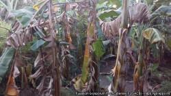 Gore Piura evalúa alternativas para el manejo del Fusarium R4T en Morropón