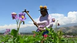 Gremios y organizaciones agrarias proponen ley a favor de las semillas nativas