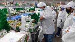 Hasta marzo: Olivos de Villacurí lidera ranking de agroexportadoras