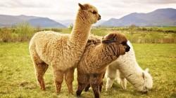 Huancavelica: Impulsan desarrollo alpaquero con inversión de S/. 25.9 millones