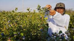 Ica exportó 50.456 toneladas de arándanos hasta la semana 12 de la campaña 2025/2026