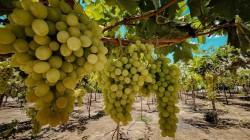 Ica fue el primer productor de uva en enero de 2026, participando con el 89.6% del total