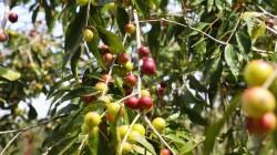 IIAP identifica al camu-camu del Putumayo como reserva genética única en la Amazonía peruana