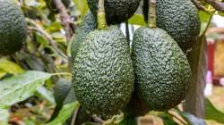 Importación estadounidense de palta peruana aumenta 75% en volumen durante primavera y verano