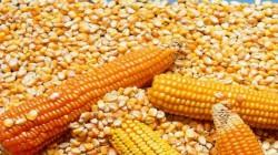Importación peruana de maíz amarillo duro creció 22.42% en volumen y 32.03% en valor entre enero y mayo de 2025