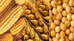 Importaciones agropecuarias aumentaron 8.3% en valor