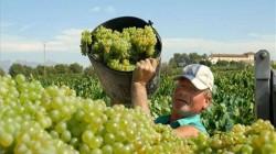 INEI: producción de uva de Perú creció 127.1% en marzo de 2025