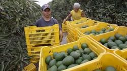 INEI: Producción nacional de palta creció 30.9% en mayo de 2025