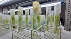 INIA impulsa la productividad y sostenibilidad de pequeños y medianos agricultores del país