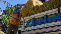 Instan al gobierno proteger a productores ganaderos ante posible escasez de forraje