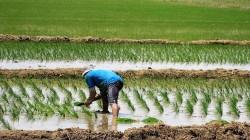 Intención de siembra para la campaña agrícola 2025/ 2026 de Perú alcanzaría las 2.115.094 hectáreas