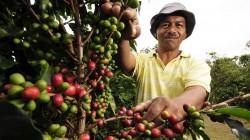 JNC: café peruano pierde competitividad por desactivación de Plan de Acción del Café  