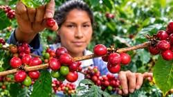JNC: “Programa de renovación de cafetales permitirá alcanzar las 400 mil toneladas al 2050”