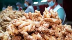 Junín: Pichanaki será sede de la II Convención Internacional del Jengibre