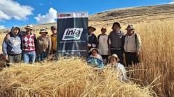 Junín: productores de Pomacancha cosechan 4 toneladas de avena forrajera de alta calidad genética de la variedad INIA 901-Mantaro 15M
