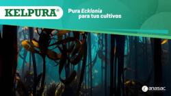“Kelpura” ayuda al desarrollo foliar y radicular del cultivo