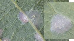 La “arañita cristalina” alerta a productores de palta en Lambayeque