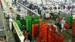 La diversificación es clave para la sostenibilidad de la agroexportación peruana