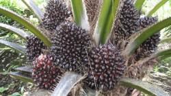 La palma aceitera sostenible es una alternativa productiva clave para el desarrollo rural de la Amazonía