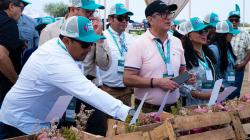 Las cebollas peruanas en los ojos del mundo.