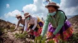 Las mujeres en el agro lideran la transición hacia un agro sostenible pero enfrentan grandes desafíos