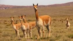 Ley fija parámetros para uso de inteligencia artificial en protección de vicuñas
