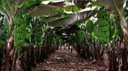 Lluvias en el norte de Perú no afectan la producción bananera en Piura