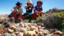 Manejo Integrado de Plagas es clave para garantizar la seguridad alimentaria con la producción sostenible de papa en el Perú