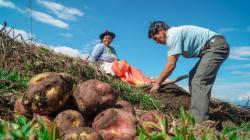 Manejo Integrado de Plagas impulsa producción sostenible de papa en Perú