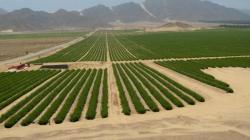 Manifiesto por el Agro Peruano