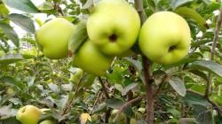 Manzana Santa Rosa: producir calidad no basta si el precio no cubre el esfuerzo