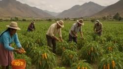 Más de 11 mil productores agrarios en Perú se dedican al cultivo de ajíes, pimientos y rocotos