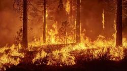 Más de 800 mil incendios han afectado la Amazonía peruana desde 2020