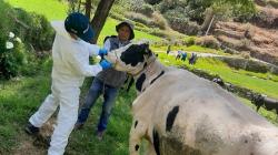 Medidas preventivas del Senasa aseguran protección de ganadería familiar contra el carbunco sintomático