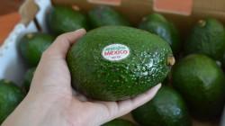 México produciría 2.75 millones de toneladas de palta este año