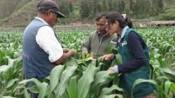 Midagri dispone acciones inmediatas frente a nevadas y granizadas en Cusco