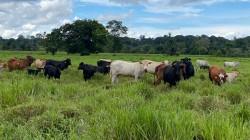 Midagri impulsa la Ganadería Sostenible con el I Congreso Internacional de Brangus Perú 2025