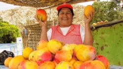 Midagri se reúne con productores de mango para apoyar su producción