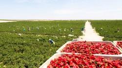Midagri: sector agropecuario de Perú creció 2.5% entre enero y mayo de 2025  