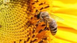 Minam impulsa acciones para la conservación de polinizadores y la seguridad alimentaria